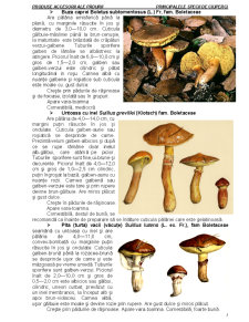 Produse accesorii ale pădurii - principalele specii de ciuperci - Pagina 5