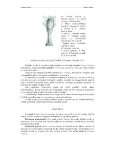 Aparatul urinar - Pagina 3