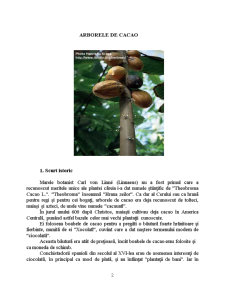 Arborele de Cacao - Pagina 2
