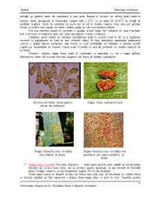 Bolile Cerealelor - Pagina 5