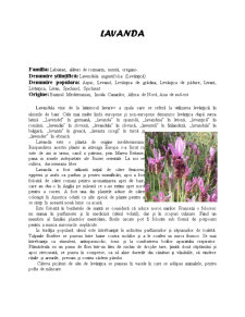 Lavanda - plantă medicinală - Pagina 2