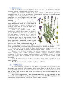 Lavanda - plantă medicinală - Pagina 3