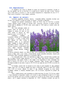 Lavanda - plantă medicinală - Pagina 4