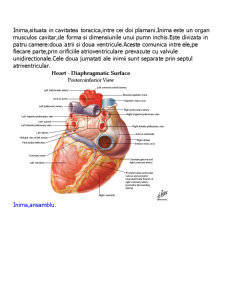 Sistemul Circulator - Pagina 5