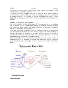 Organisme Procariote - Pagina 4
