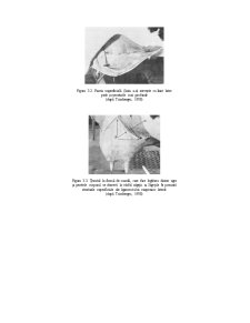 Anatomia Glandei Mamare - Pagina 4