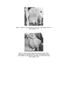 Anatomia Glandei Mamare - Pagina 5