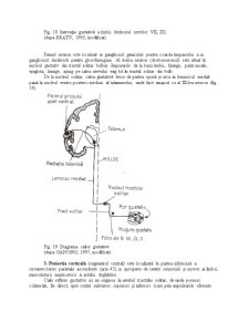 Anatomie - Pagina 3