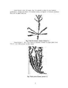 Tehnologia de Cultivare a Inului pentru Fibre, pe un Sol Cernoziom Tipic, Avand ca Planta Premergatoare Graul de Toamna - Pagina 4