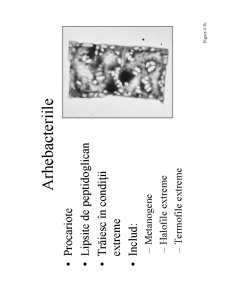 Microbiologie generală - curs 1 - Pagina 11