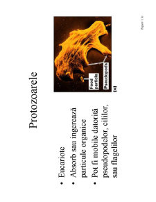 Microbiologie generală - curs 1 - Pagina 13