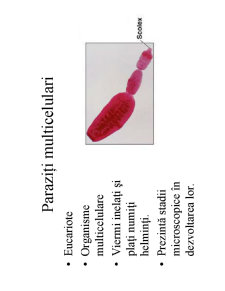 Microbiologie generală - curs 1 - Pagina 16
