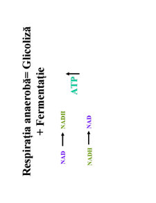 Microbiologie generală - curs 3 - Pagina 20