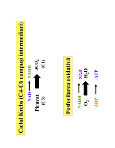 Microbiologie generală - curs 3 - Pagina 21