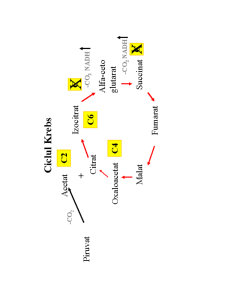 Microbiologie generală - curs 3 - Pagina 24