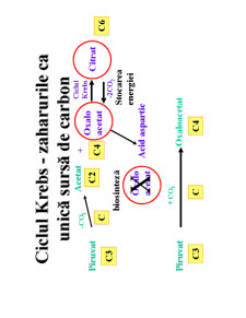 Microbiologie generală - curs 3 - Pagina 25