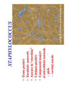 Microbiologie generală - curs 5 - Pagina 2