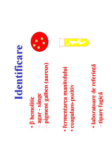 Microbiologie generală - curs 5 - Pagina 14