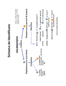 Microbiologie generală - curs 5 - Pagina 19