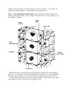 Insuficiență hepatică - etiopatogeneza și complicații - Pagina 3