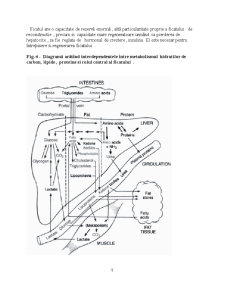 Insuficiență hepatică - etiopatogeneza și complicații - Pagina 5