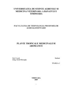 Plante tropicale medicinale și aromatice - roinița - Pagina 1