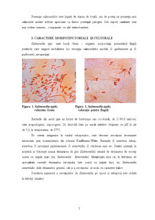 Genul Salmonella - Pagina 5