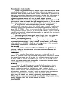 Tehnologia de cultivare a speciilor matricaria chamomilla și sinapis alba - Pagina 5