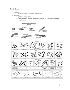 Anatomia funcțională a bacteriilor - curs 2 - Pagina 3