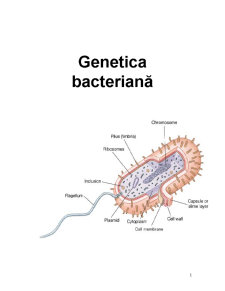 Genetică bacteriană în imagini - curs 3 - Pagina 1