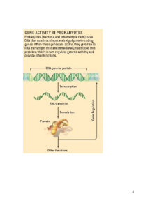 Genetică bacteriană în imagini - curs 3 - Pagina 4