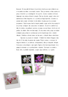 Orhideea - Pagina 4