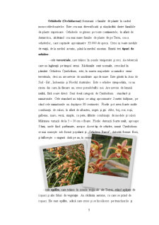 Orhideea - Pagina 5
