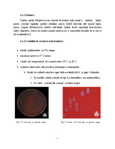 Genul Enterococcus - Pagina 4
