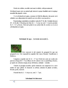 Biologia șobolanului - Pagina 3