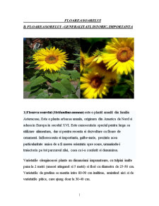 Proiect Ulei de Floarea Soarelui - Pagina 1