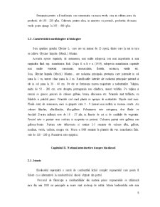 Obținerea biodieselului din soia - Pagina 5
