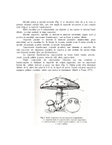 Studiu asupra Dinamicii unor Aeroalergeni Fungici în Sezonul Estival - Pagina 4