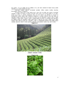 Merceologia Produselor Agroalimentare - Ceaiul Verde și Negru - Pagina 4