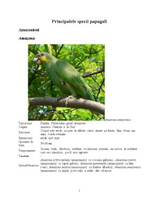 Principalele rase de papagali și hrănirea acestora - Pagina 1