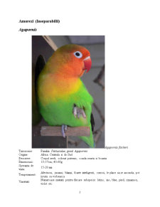 Principalele rase de papagali și hrănirea acestora - Pagina 2