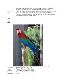 Principalele rase de papagali și hrănirea acestora - Pagina 3