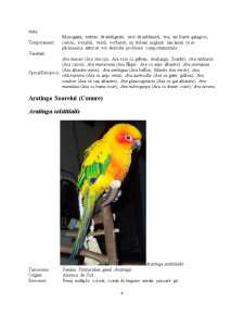 Principalele rase de papagali și hrănirea acestora - Pagina 4