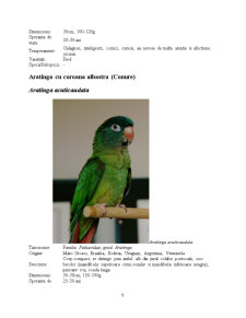 Principalele rase de papagali și hrănirea acestora - Pagina 5