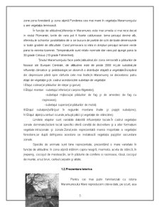 Potențialul turistic al Județului Maramureș - Pagina 5