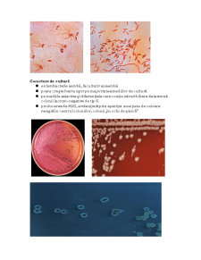 Salmonella - Pagina 3