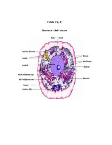 Anatomia și Fiziologia Omului - Pagina 1