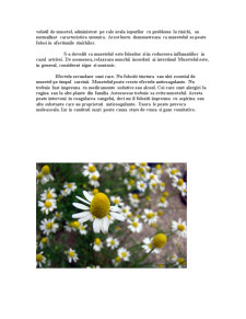 Plante cu acțiune fitoterapeutică - mușețelul - Pagina 3
