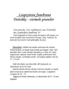 Laspeyresia Funebrana Treitshke - Viermele Prunelor - Pagina 1