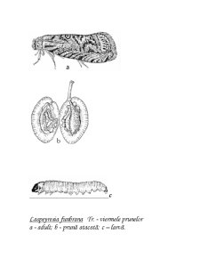 Laspeyresia Funebrana Treitshke - Viermele Prunelor - Pagina 2